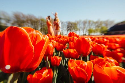 arielle-photographer-amsterdam-tulips-fields-keukenhof-amsterdam
