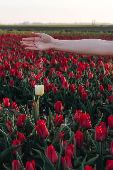 arielle frioza tulip field photographer 202220