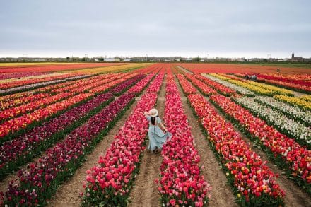 arielle frioza photographer tulip fields gardens 2024 12