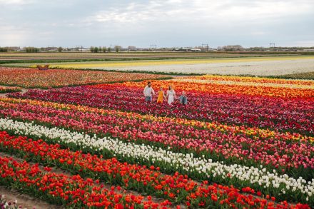 arielle frioza photographer amsterdam family tulip 2025 25