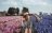 Dicas e diferenças entre o Keukenhof e Campos de Tulipas